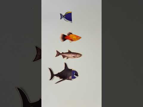 Mencocokkan blue tank fish,ikan hias,salmon,hiu