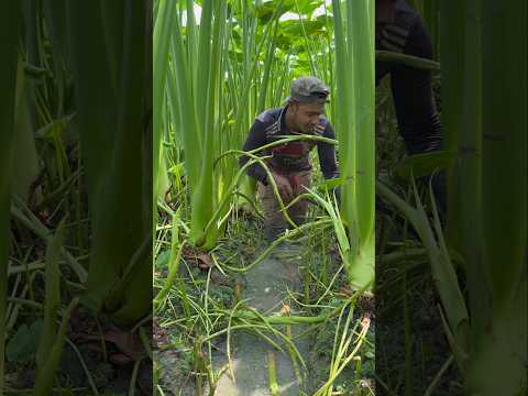 লতি কচু চাষ করে সফল কৃষক