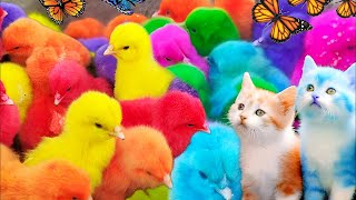 World Cute Chickens, Colorful Chickens, Rainbows Chickens, Cute Ducks, Cat, Rabbits,Cute Animals🐤🐣🦆🐟