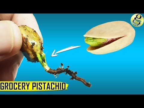 Grow Pistachio Tree From Grocery Pistachios | Seed Germination Results