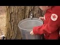 Maple Syrup Production and Apple Orchards
