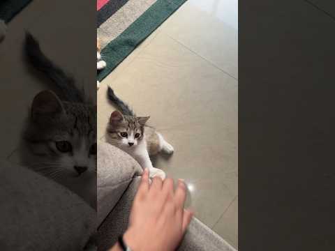 Playing with cat 🐈 | #cat #funnycatvideos #trendingshorts #shorts