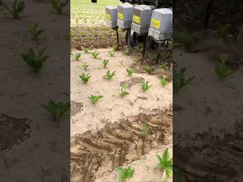 China's Magic Machine Loosens Soil Without Hurting a Single Plant! #shorts #miraxfact