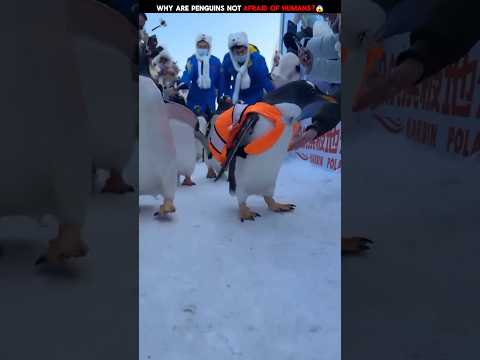 Why are penguins not afraid of humans? 😱#viralshorts