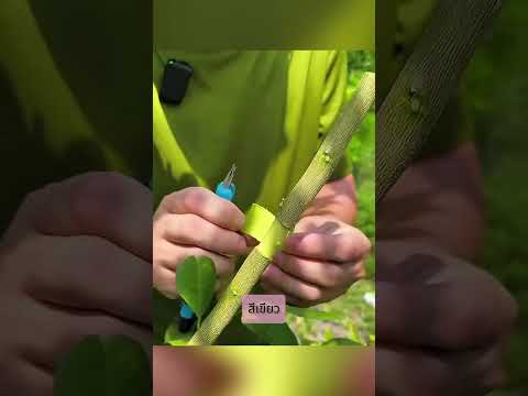 เทคนิคขยายพันธุ์พืชด้วยขวดน้ำ🌱 ง่ายและได้ผลดี #shorts