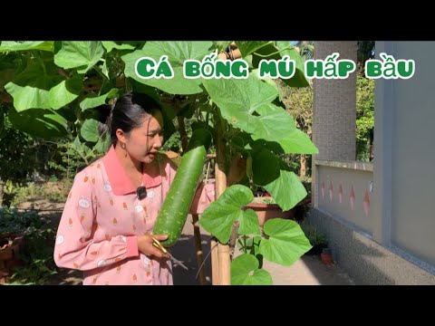 Cá Bống Mú Hấp Bầu ,Hái Trái Bầu Hấp Con Cá Hôm Qua Đám Còn Dư - Em Gái Quê