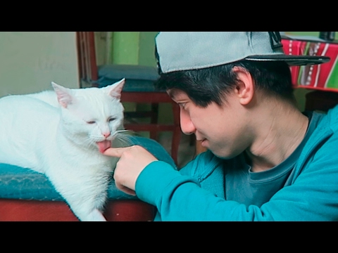 RETOS CON MIS GATOS - ReSet