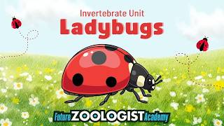 Ladybugs