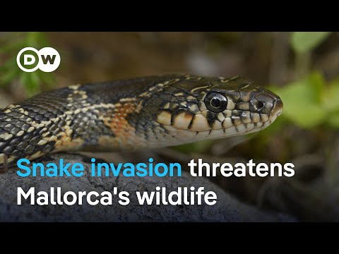 YouTube video thumbnail: Scientists and Farmers are Alarmed: Snake Invasion on Mallorca