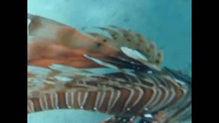Крилатка в красно море напала на людину