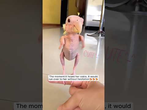 The girl found a bird egg in the garden and raised it until... #parrot #birds