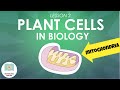 Cell Organelles and Their Functions