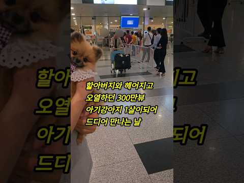 할아버지와 헤어지고 오열하던 강아지 드디어...