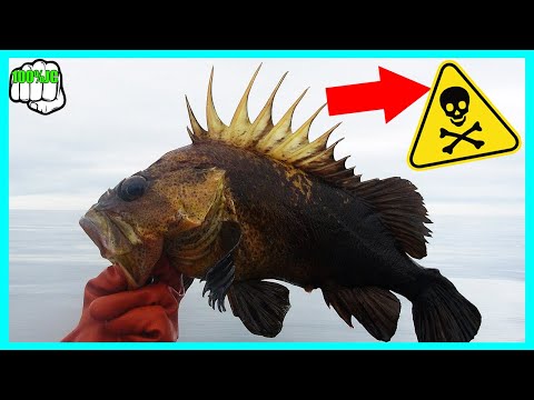 4 Peces Más Venenosos Y Peligrosos Del Océano - 100%JC