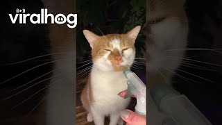 Cat Spray Bottle ASMR || ViralHog