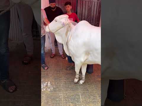 #bakraeidspecial #cow #bakraeidlover #bull #happybakraeid