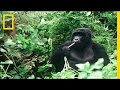 Conservation and Challenges in Virunga