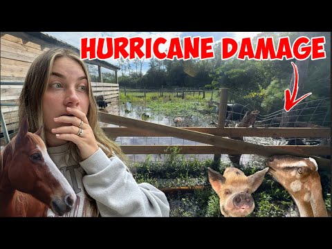 Hurricane Milton's Aftermath on My Farm