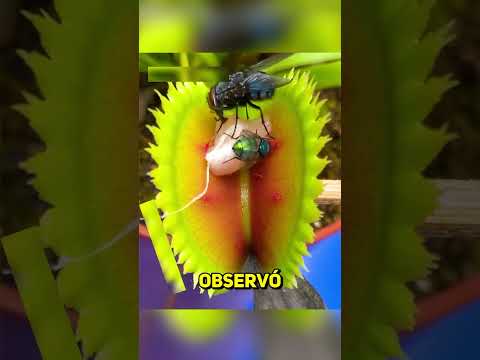 Puede una PLANTA CARNIVORA COMER POLLO CRUDO? 🤔