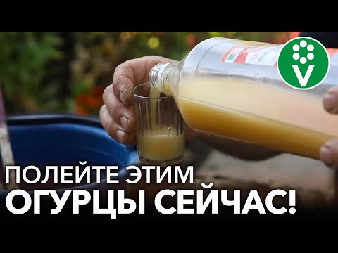 ОГУРЦЫ ОЖИВАЮТ, ЗЕЛЕНЕЮТ И ОБИЛЬНО ПЛОДОНОСЯТ ДО МОРОЗОВ, ЕСЛИ СДЕЛАТЬ ТАК В АВГУСТЕ