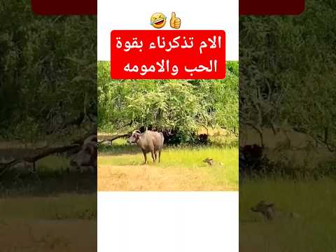 خدع الاسد وخرم وغضه وعاد بأ إبنه #shorts