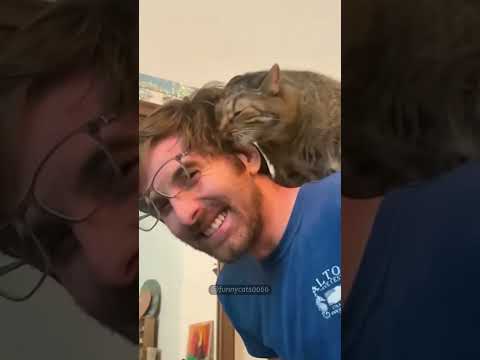 He’s not just a cat, he’s also my family member #catshorts #funny #funnycat