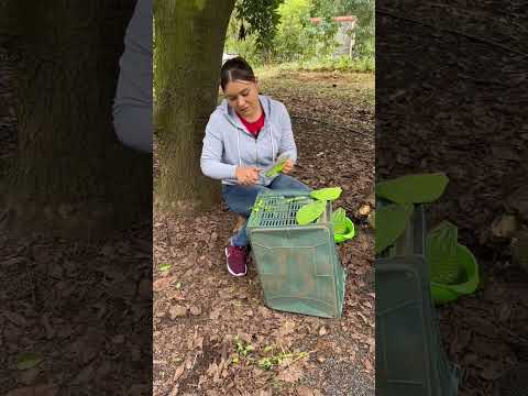 En La Nopalera Limpiando Nopales La Cocina En El Rancho