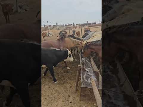 cavalo só gosta de água limpa