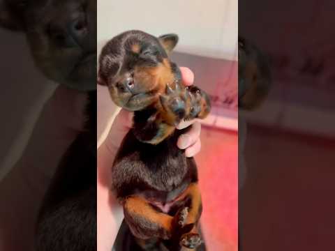 Rescue a puppy on the road #rescue #puppy #dog #animalrescue #pets
