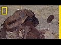 Exploring Ancient Catacombs and Mummified Canines