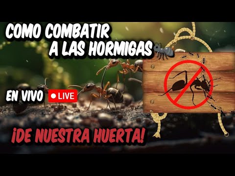 Cómo combatir hormigas en jardines y huerta ,lo que no sabías de las hormigas 🐜🐜🐜