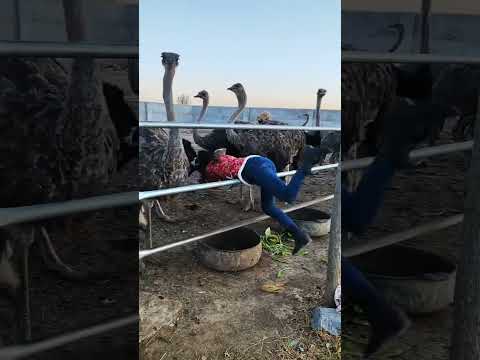 非洲鸵鸟体型大,长势快,抗病能力强,耐寒,耐热,好喂养,适合南北方养殖。#土拨鼠 #养殖不易每天记录生活 #怎样选优质非洲鸵鸟苗 #funny #animals