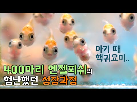 400마리의 열대어 탄생과 모든 성장과정 / 엔젤피쉬