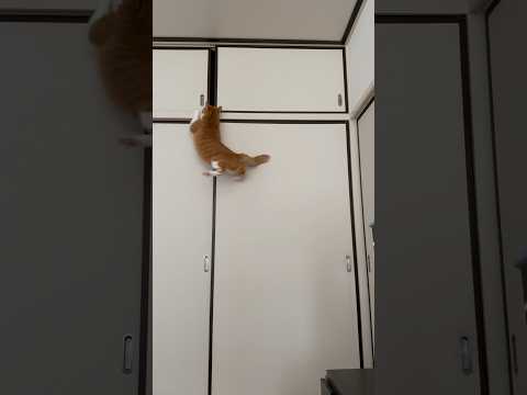 猫の懐かしの名場面集。