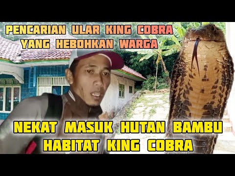 NEKAT MASUK HABITAT KING COBRA!! PENCARIAN ULAR KING COBRA BESAR YANG GEGERKAN WARGA