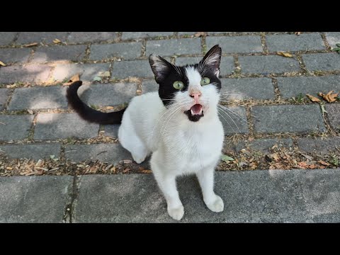 The Most Talkative tuxedo cat I've ever seen.