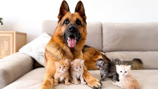 The German Shepherd is the Best Friend for Kittens