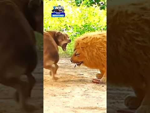 sleeping Dog reaction ๐ฑ dog is anaconda attack #comedy #funny #faketigerprank #dogprank #animals