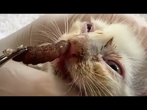 Removing A Huge Cuterebra From Tiny Kitten #520