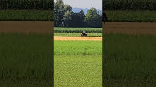 Ein Pferd mit dem Fohlen reiten zwischen Störchen