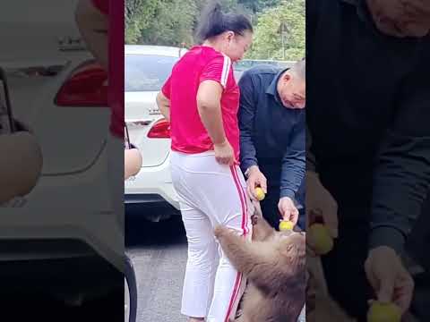 Monkey Caught Stealing Food! 🍌😂 Unexpected Reaction! #shorts