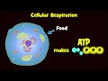 Cellular Respiration Concepts