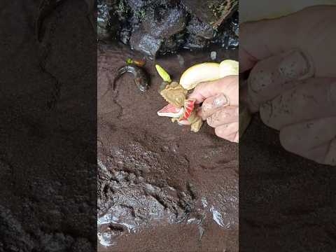 snakehead,snakehead fish,snakehead gudgeon - SNAKEHEAD FISH #shorts #fish #channa #viralvideo