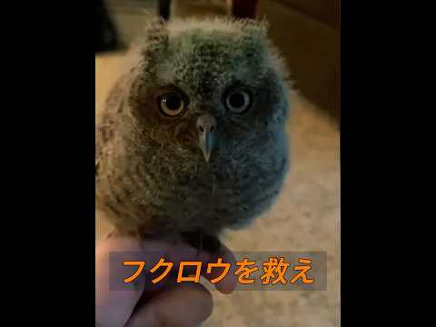 フクロウはこれからも同じ場所で飼い主を待っているのだろうか？ #animals #動物