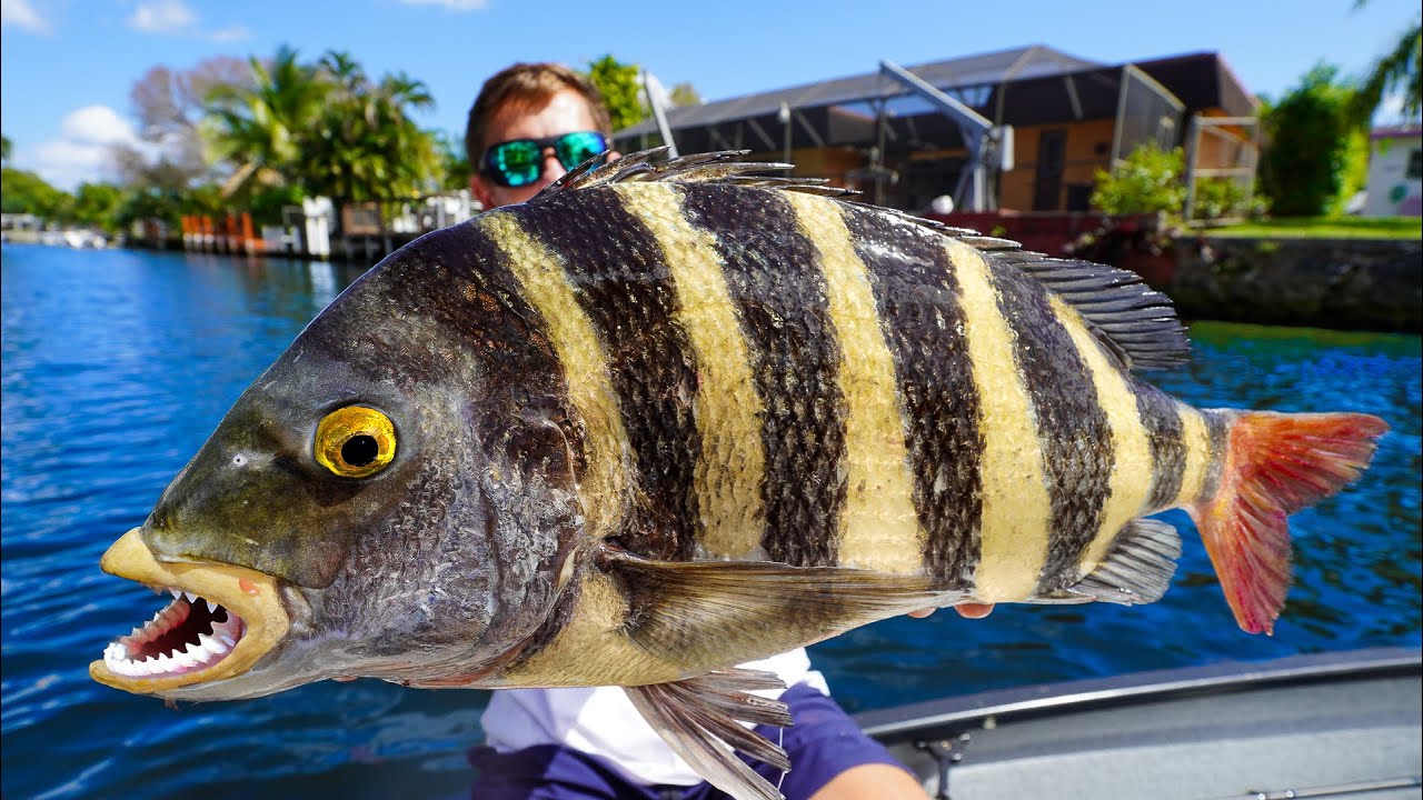 The BARNACLE Eating Fish Big Sheepshead- Catch Clean Cook