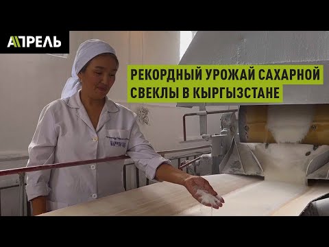 РЕКОРДНЫЙ УРОЖАЙ САХАРНОЙ СВЕКЛЫ собрали в Кыргызстане