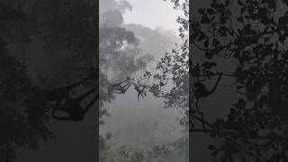 🐒 Beautiful Mother Nature in the Jungle | Monkeys Caring for Their Young ❤️🌿