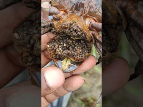 কাঁকড়াটার মুখের ভেতর কতগুলো বাচ্চা🦀😲(146) bengali village fishing video || bangla fishing shots ||