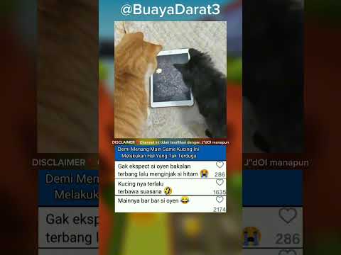 Demi Menang Main Game Kucing Ini Melakukan Hal Yang Tak Terduga