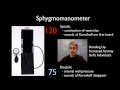 AP Biology Lab 10: Physiology of the Circulatory System